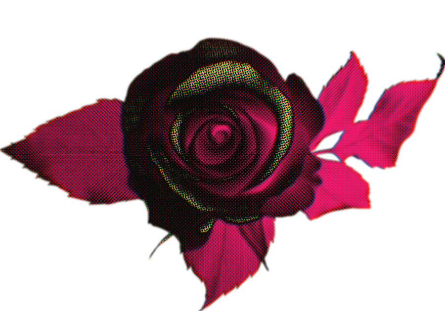 a rose